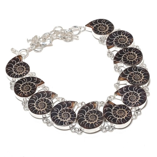 Natural ammonite fossil - ammonite,