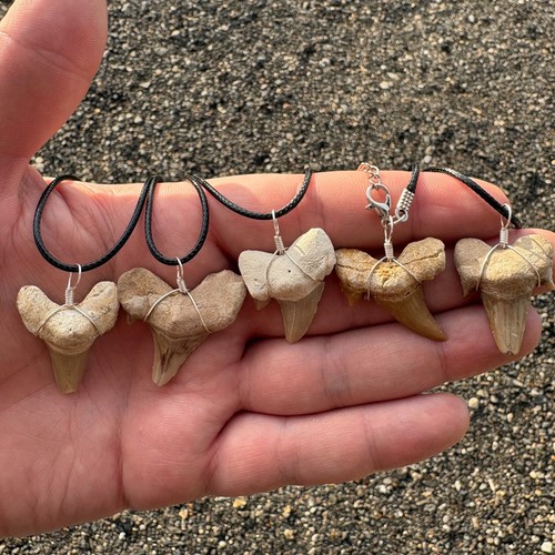 Otodus shark tooth - shark, necklace
