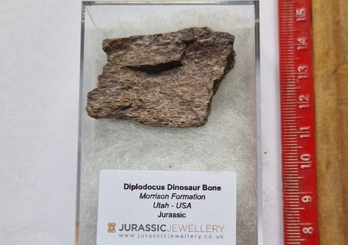 Genuine diplodocus dinosaur - diplodocus,