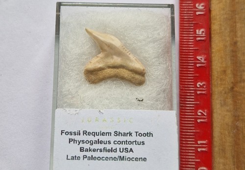 Genuine fossil requiem shark - requiem,