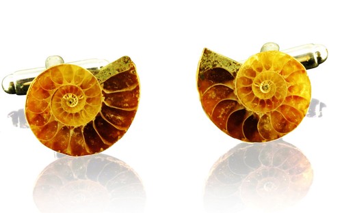 Stunning madagascan fossil - stunning,