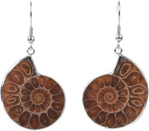 Natural ammonite fossil - natural,