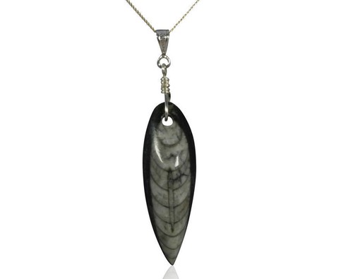 Beautiful fossil orthoceras - fossil,