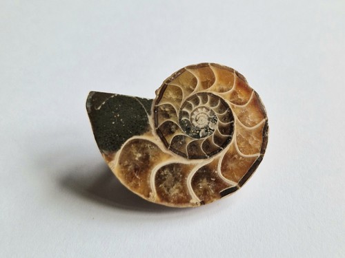 Madagascan fossil ammonite - madagascan,