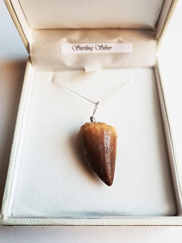 Fossil mosasaurus tooth - mosasaurus,