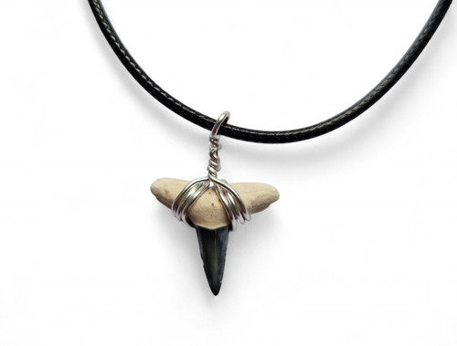Genuine fossil lemon shark - genuine,