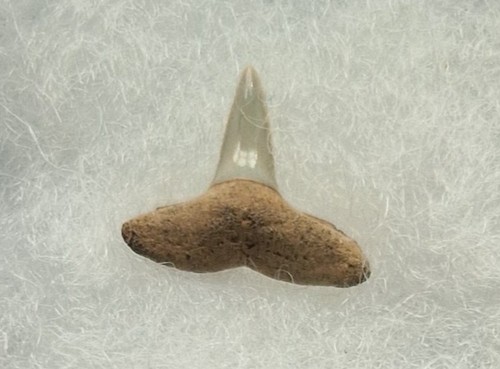 Genuine fossil lemon shark - genuine,