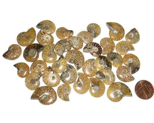Cretaceous ammonite fossil