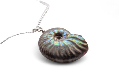 Ammonite fossil necklace - necklace, –