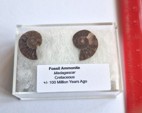 Small madagascan fossil - small,