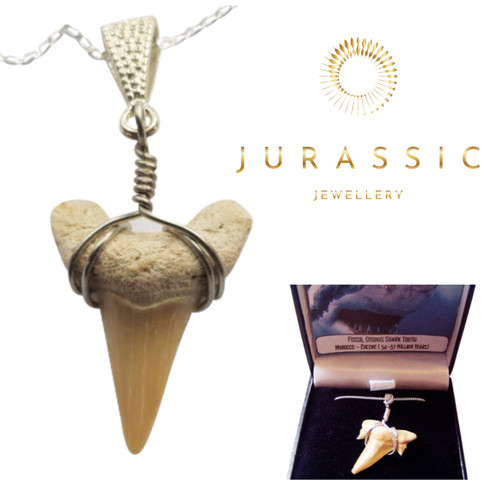 Fossil otodus shark - otodus, tooth