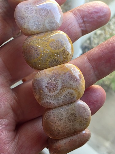 Beautiful coral fossil