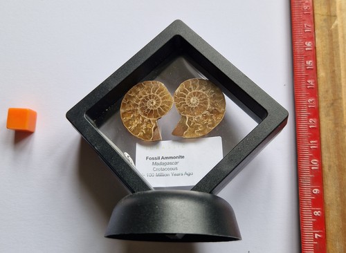 Boxed madagascan ammonite - madagascan,