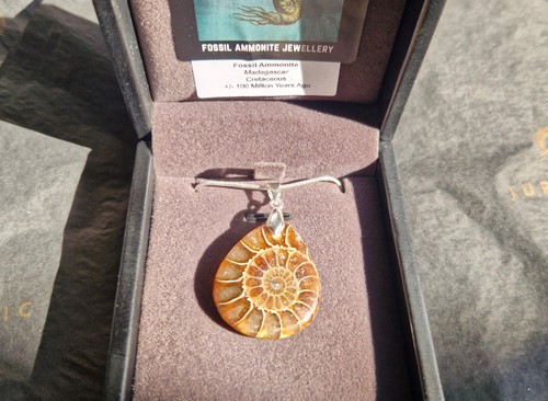 Madagascan ammonite fossil - madagascan,